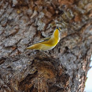 Striated Pardalote