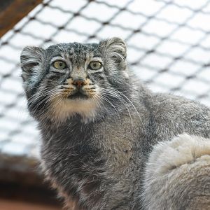 Pallas’s cat