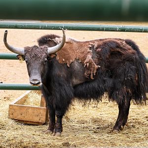 Wild yak