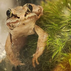 Rocky River NC -Lithobates sylvaticus