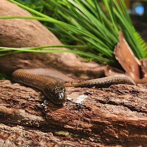 Rocky River NC - Nerodia sipedon