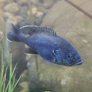Rocky River NC - Sunfish