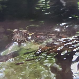 Rocky River NC - Midland Painted Turtle