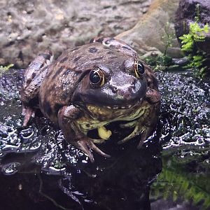 Rocky River NC - Lithobates clamitans melanota