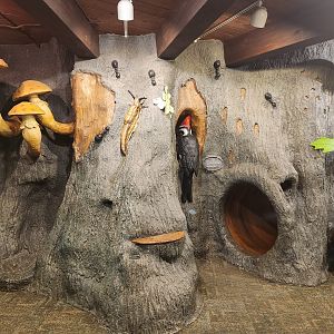 Rocky River NC - Exhibit tree