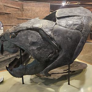 Rocky River NC - Dunkleosteus skull