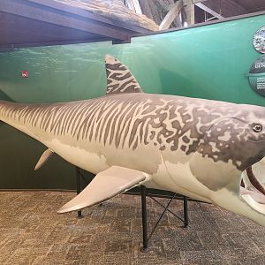 Rocky River NC - Dunkleosteus model (mascot)