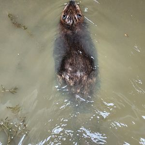 Rocky River NC - Wild beaver (above view)