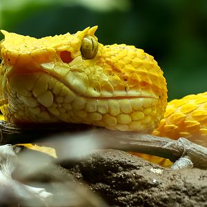 Eyelash viper : Cotswold WP : 09 May 2024
