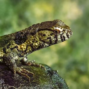 Chinese crocodile lizard : Cotswold WP : 09 May 2024