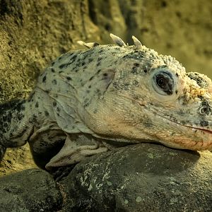 Utila spiny-tailed iguana : Cotswold WP : 09 May 2024
