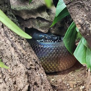 Northern White-lipped Python