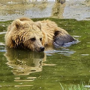 Brown bear