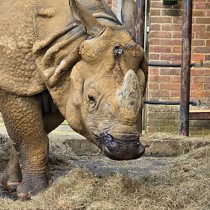 Great Indian rhinoceros