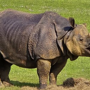 Great Indian rhinoceros