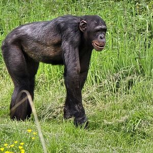 Chimpanzee