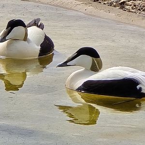 Common eider