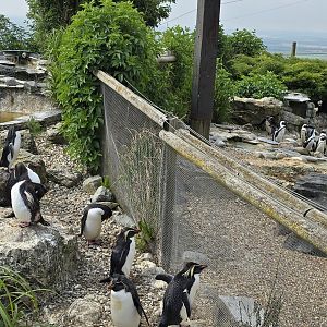 African and rockhopper penguins