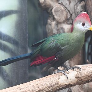 Red-crested Turaco - Tauraco erythrolophus
