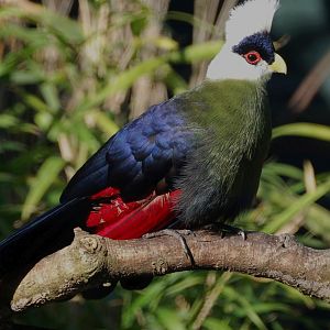 White-crested Turaco - Tauraco leucolophus