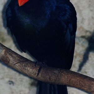 Violet Turaco - Tauraco violaceus