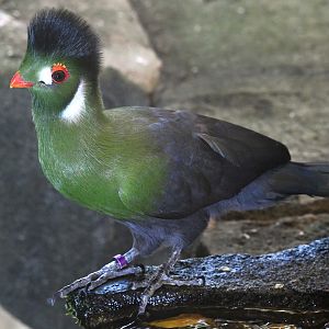 White-cheeked Turaco - Menelikornis leucotis