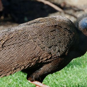 Malaysian Great Argus - Argusianus argus argus