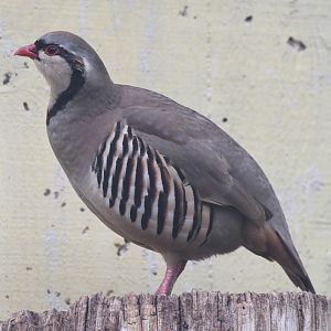 Alpine Rock Partridge - Alectoris graeca saxatilis