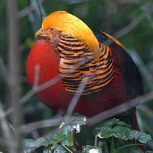 Golden Pheasant - Chrysolophus pictus