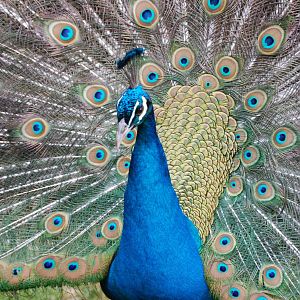 Indian Peafowl - Pavo cristatus