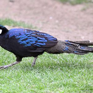 Palawan Peacock Pheasant - Polyplectron napoleonis