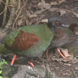 Crested Partridge - Rollulus rouloul