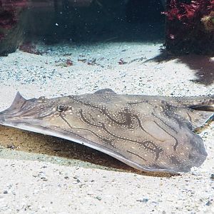 Undulate ray (Raja undulata), 2023-04-08