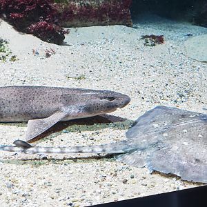 Small-spotted catshark (Scyliorhinus canicula) and Thornback ray (Raja clavata), 2023-04-08