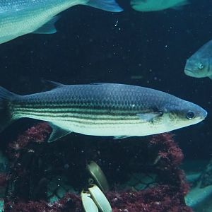 Flathead grey mullet (Mugil cephalus), 2023-04-08