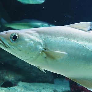 Pollack (Pollachius pollachius), 2023-04-08