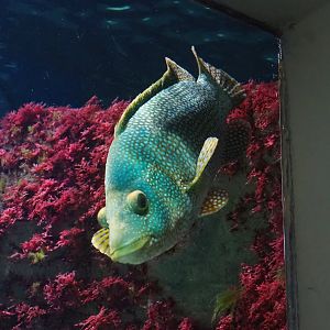 Ballan wrasse (Labrus bergylta), 2023-04-08