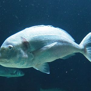 Gilthead seabream (Sparus aurata), 2023-04-08