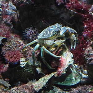 Green shore crab (Carcinus maenas), 2023-04-08