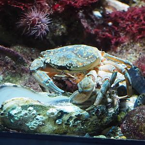 Green shore crab (Carcinus maenas), 2023-04-08