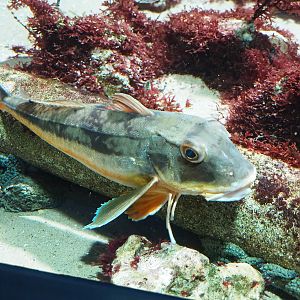 Tub gurnard (Chelidonichthys lucerna), 2023-04-08