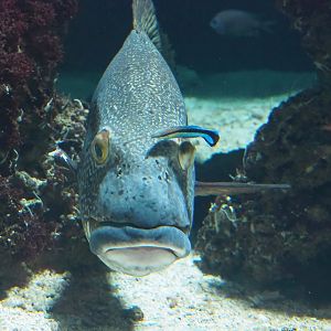 Giant sweetlips (Plectorhinchus albovittatus) and Bluestreak cleaner wrasse (Labroides dimidiatus), 2023-04-08