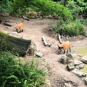 Opel Zoo- red river hog- 2021
