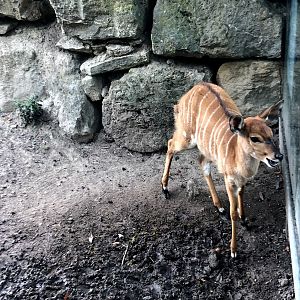 Opel Zoo- nyala- 2021