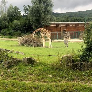 Opel Zoo- giraffe and zebra- 2021