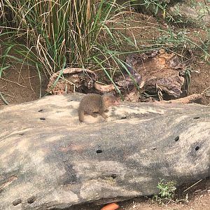 Opel Zoo- young mongoose- 2021