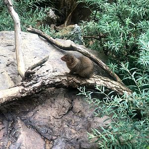 Opel Zoo- mongoose- 2021