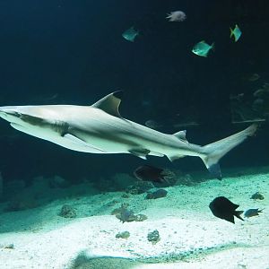 Blacktip reef shark (Carcharhinus melanopterus), 2023-04-08
