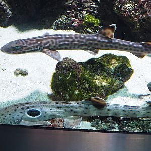 Epaulette shark (Hemiscyllium ocellatum) and Coral catshark (Atelomycterus marmoratus), 2023-04-08