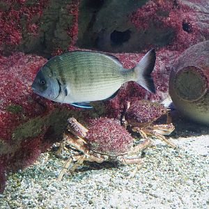 White seabream (Diplodus sargus) and European spider crab (Maja squinado), 2023-04-08